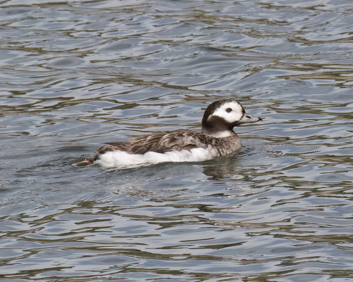 Long-tailed Duck - ML655097057