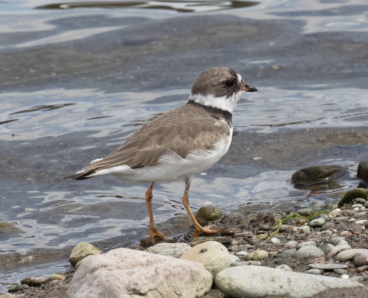 Semipalmated Plover - ML655097086