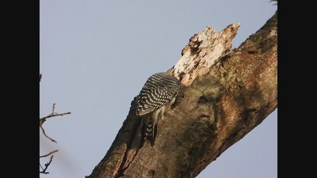 Red-bellied Woodpecker - ML655097097