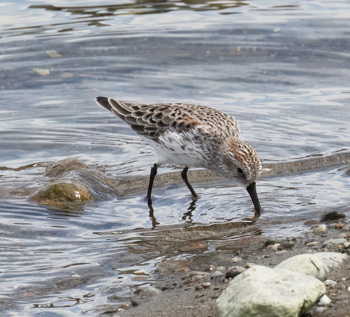 Western Sandpiper - ML655097129