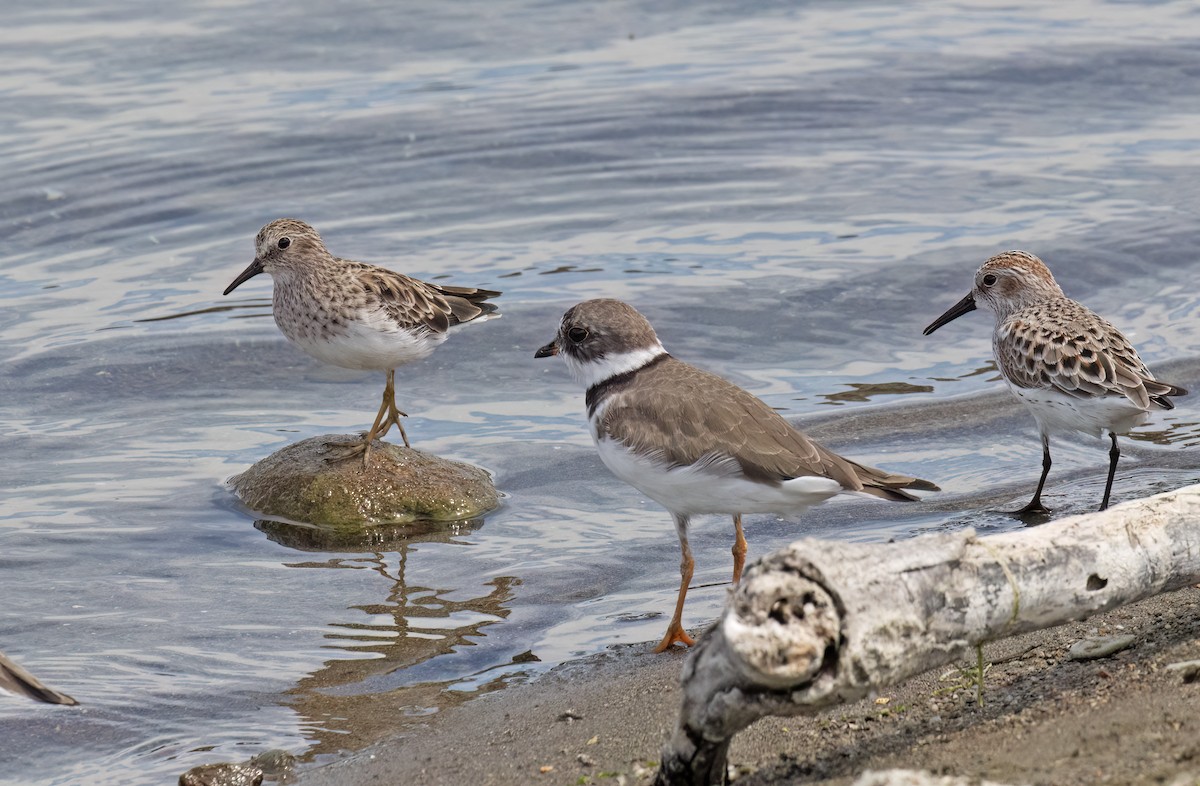 Western Sandpiper - ML655097130
