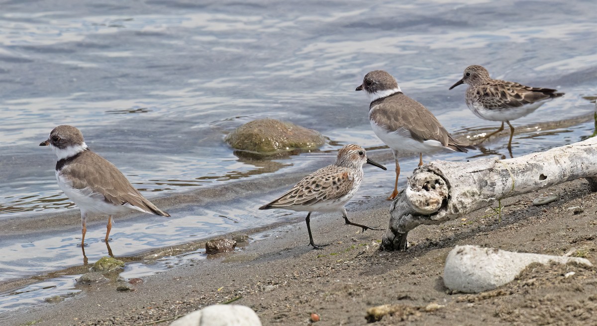 Western Sandpiper - ML655097131