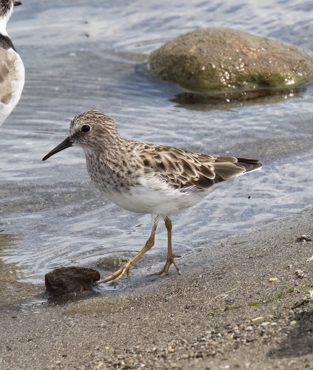 Least Sandpiper - ML655097168
