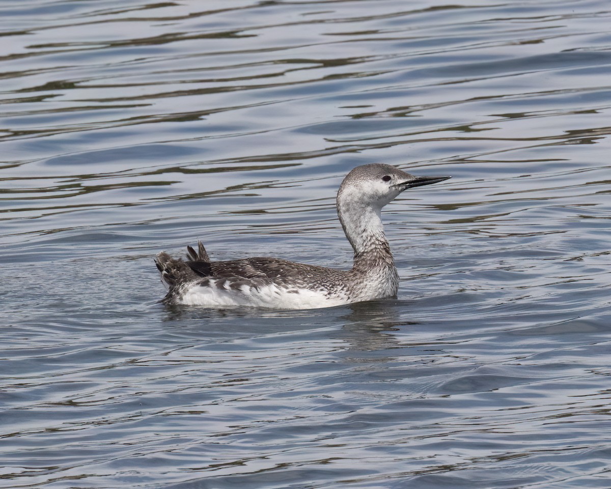Red-throated Loon - ML655097197