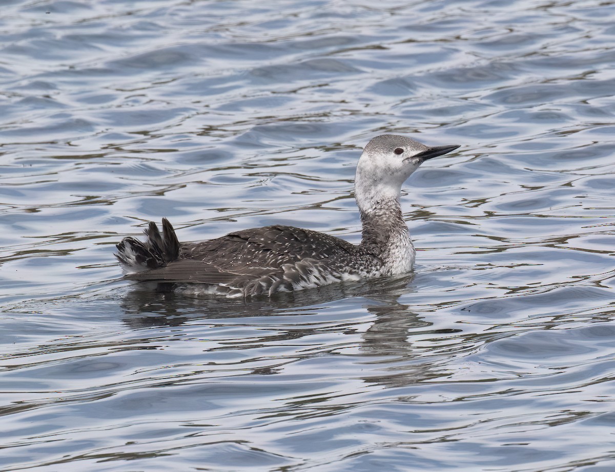 Red-throated Loon - ML655097198