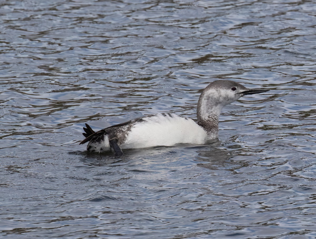 Red-throated Loon - ML655097199