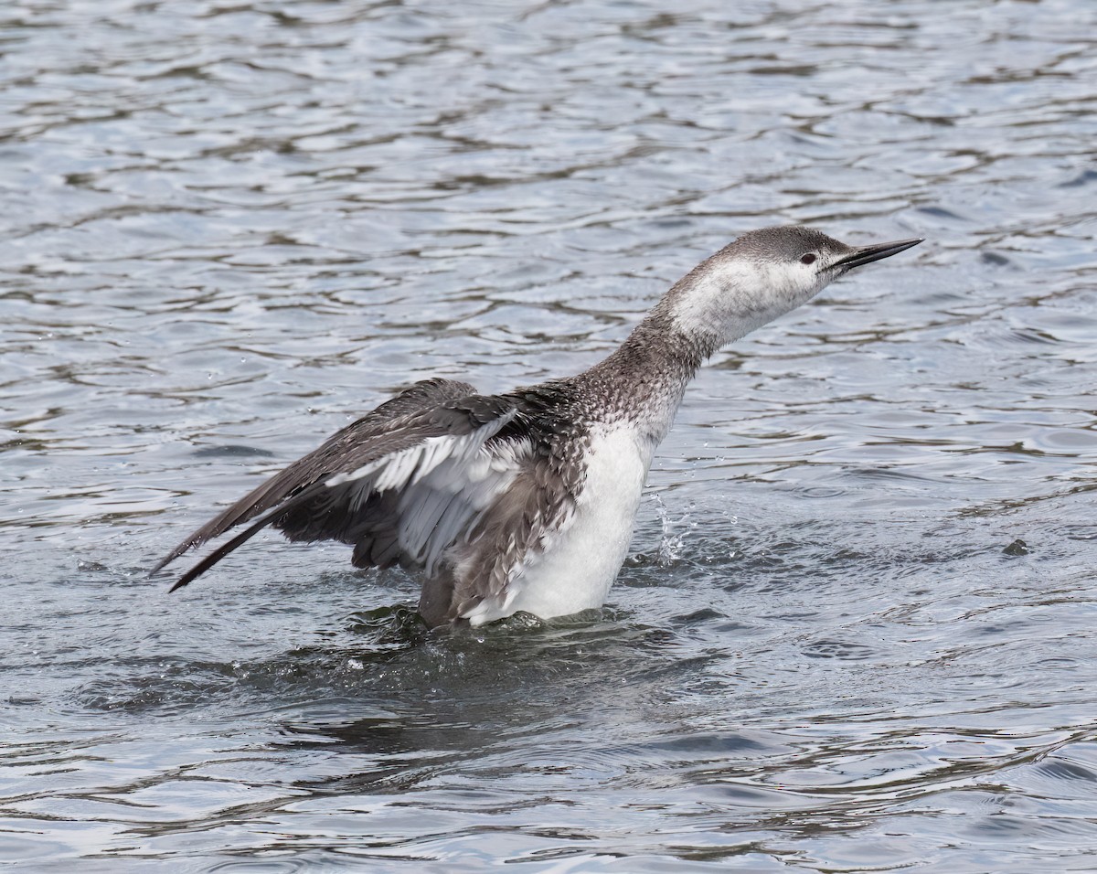 Red-throated Loon - ML655097200