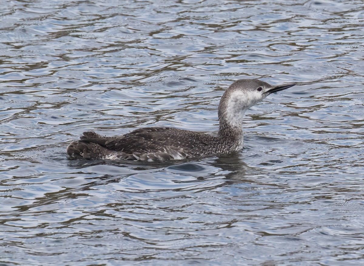Red-throated Loon - ML655097201