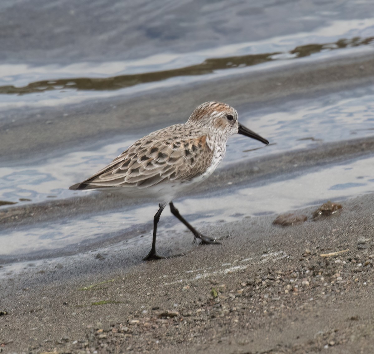 Western Sandpiper - ML655097257