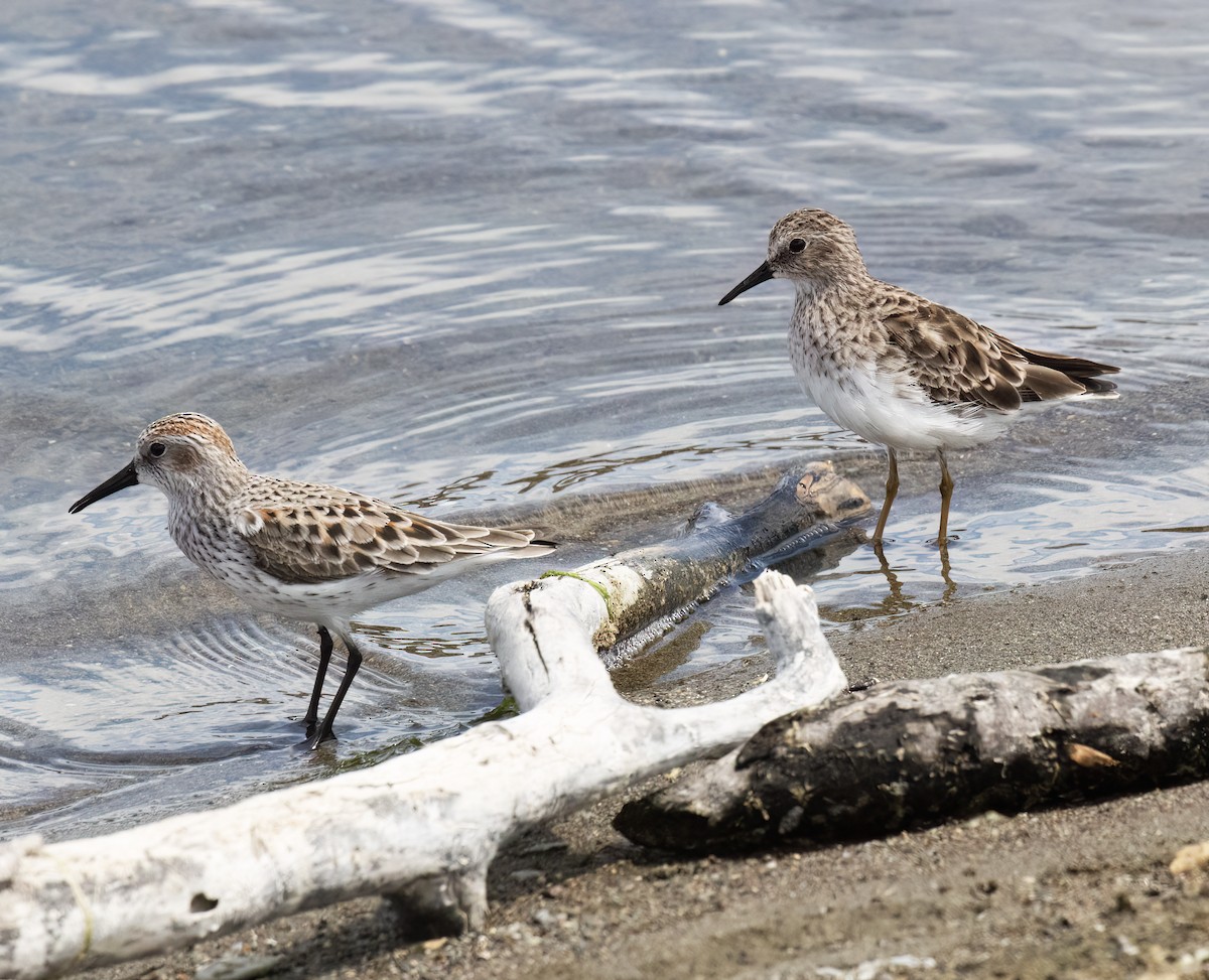 Western Sandpiper - ML655097287