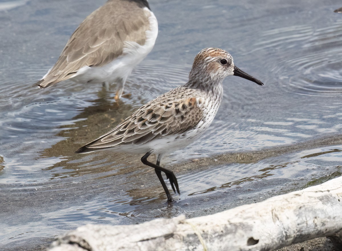 Western Sandpiper - ML655097308