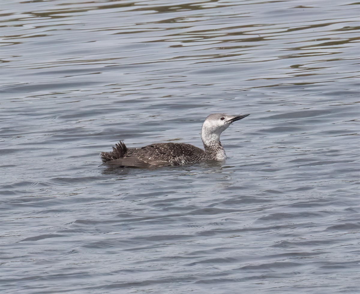 Red-throated Loon - ML655097334