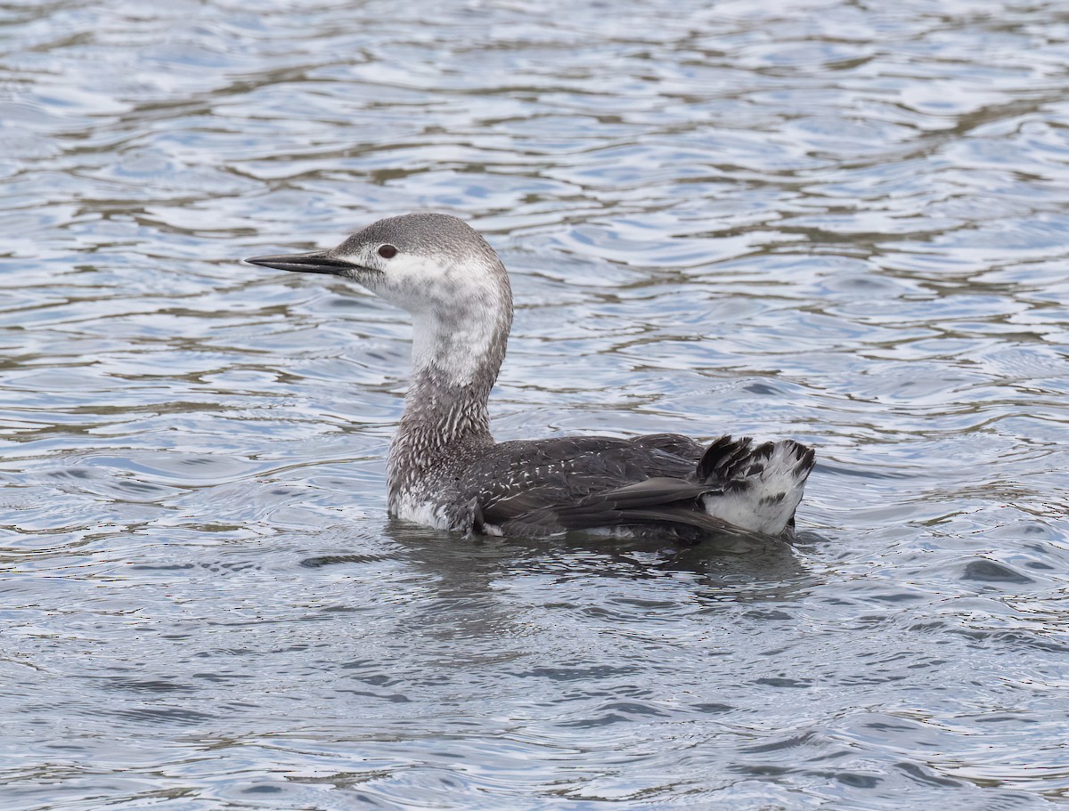 Red-throated Loon - ML655097361
