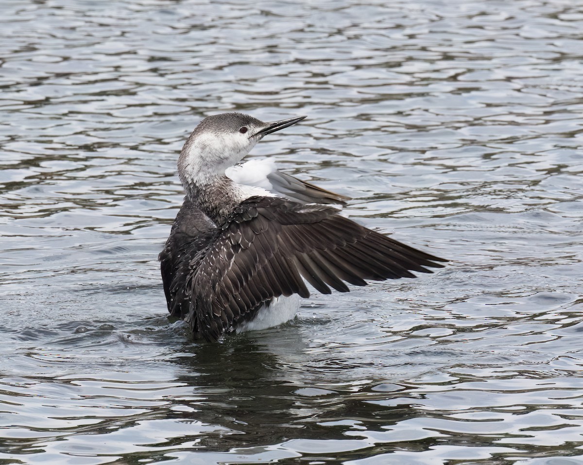 Red-throated Loon - ML655097392