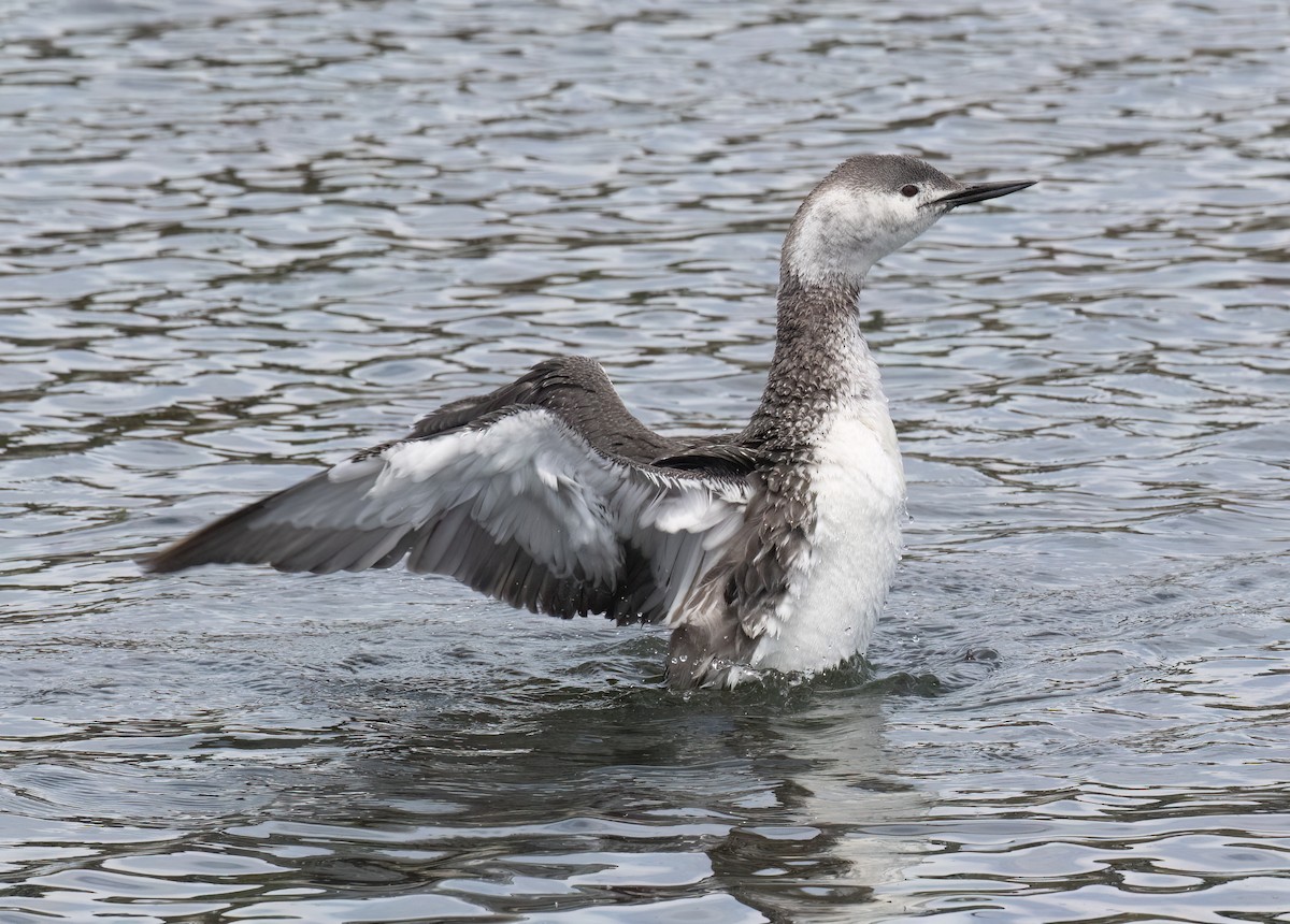 Red-throated Loon - ML655097404