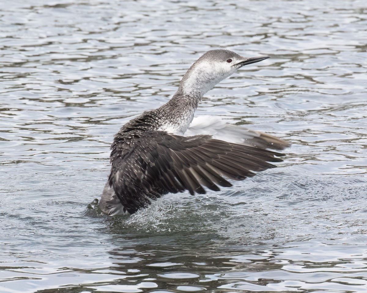 Red-throated Loon - ML655097445