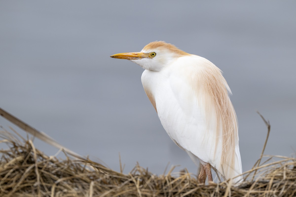 Western Cattle-Egret - ML655097618