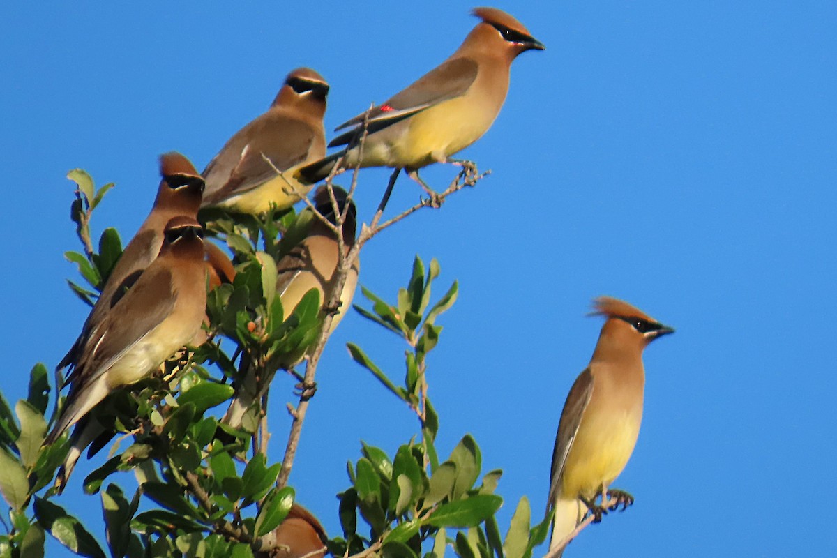 Cedar Waxwing - ML655097657