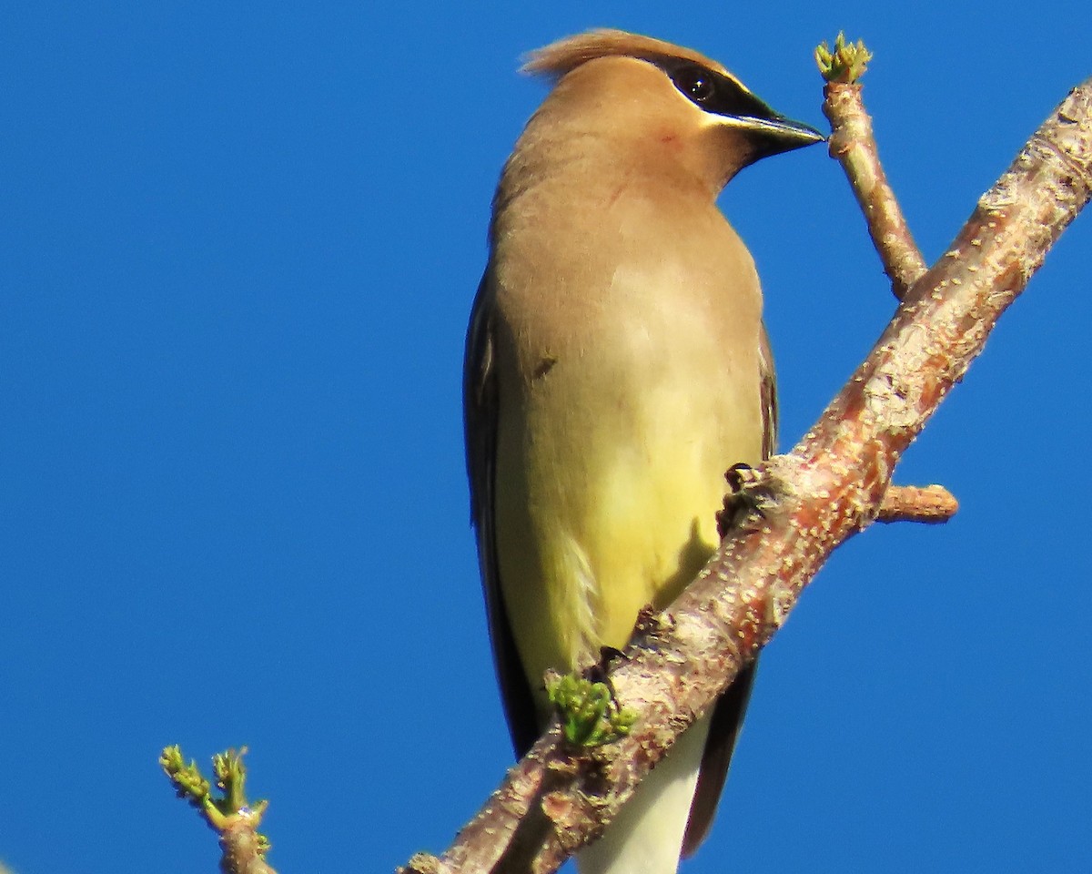 Cedar Waxwing - ML655097670