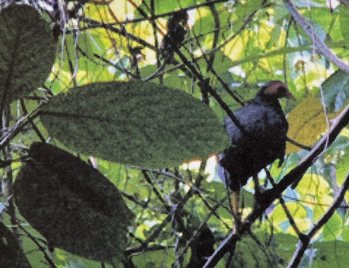 tabon vanuatský - ML655097884