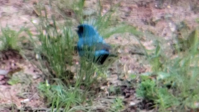 Indigo Bunting - ML655097969