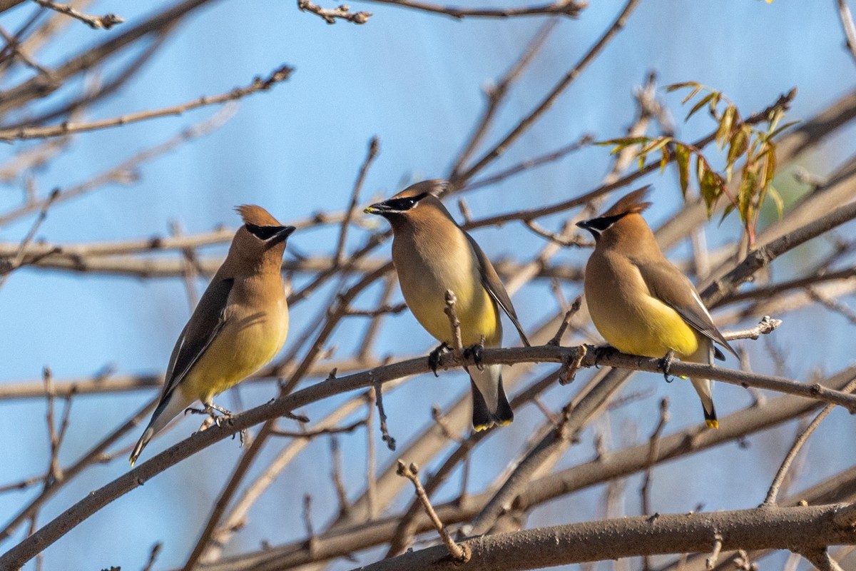 Cedar Waxwing - ML655100117