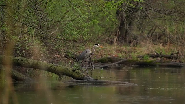 Garza Azulada - ML655100473