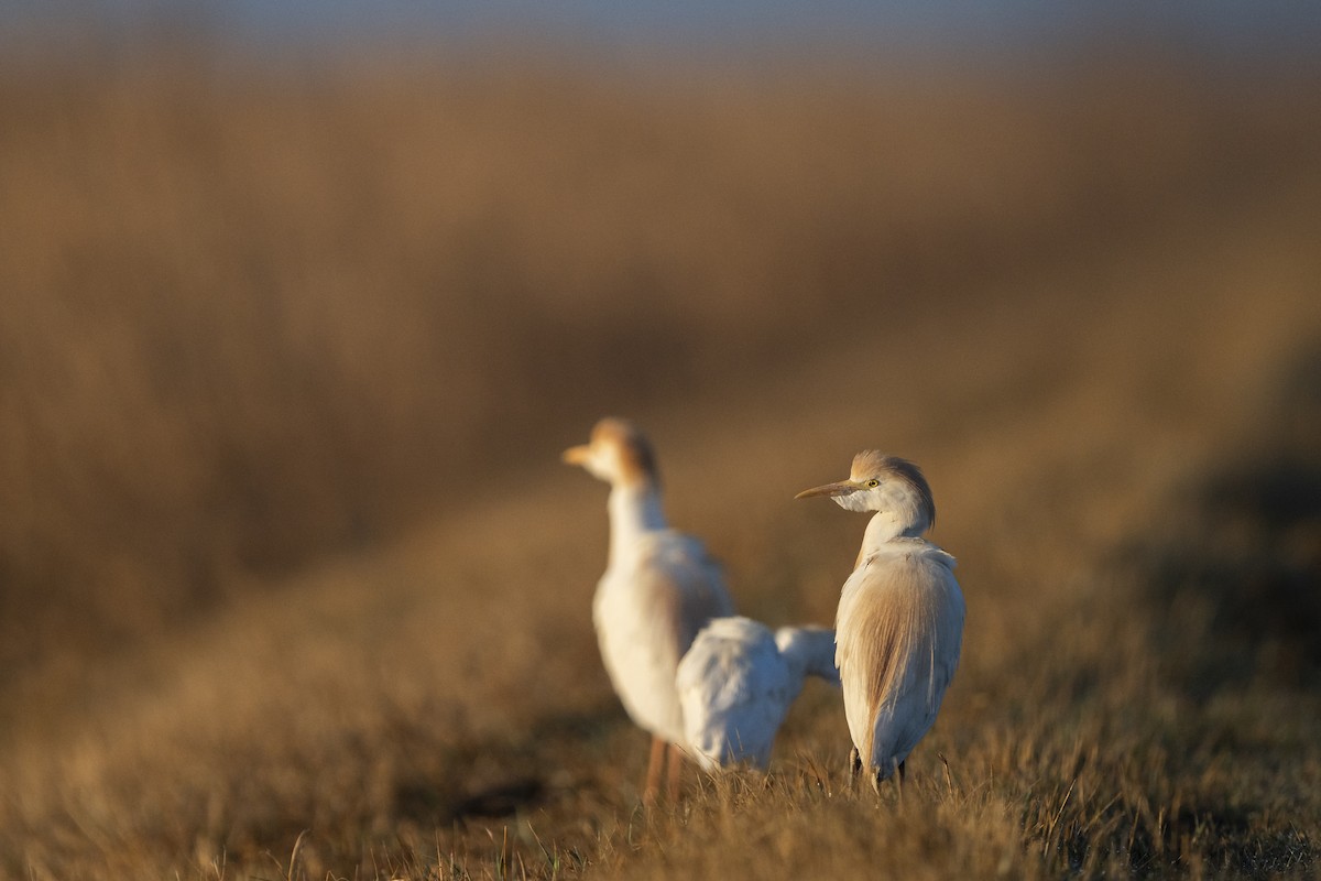 Western Cattle-Egret - ML655100610