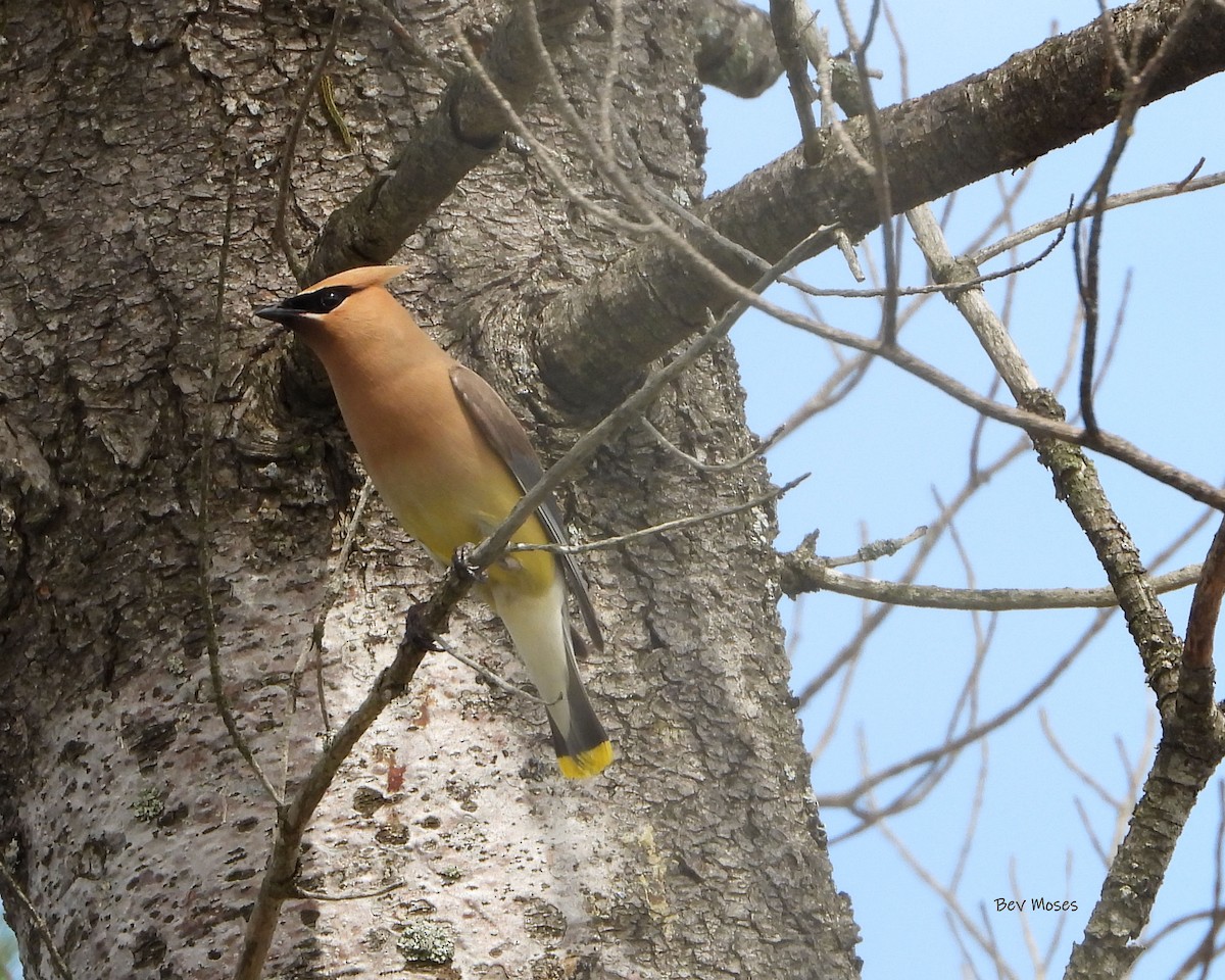 Cedar Waxwing - ML655100655