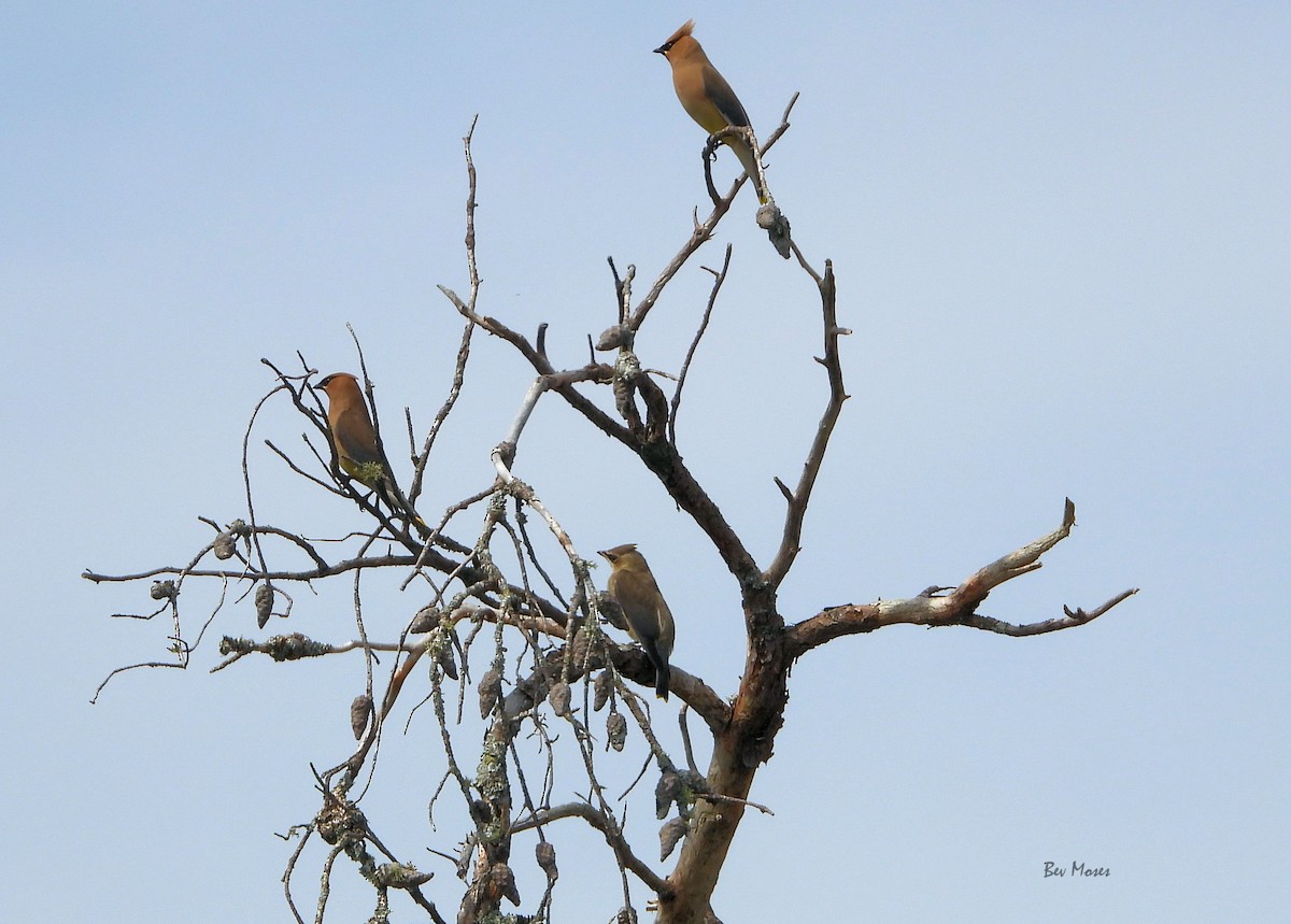Cedar Waxwing - ML655100656
