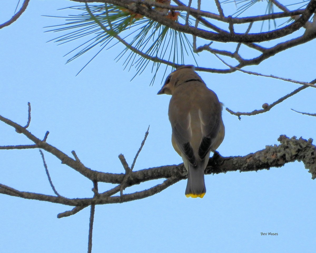 Cedar Waxwing - ML655100657