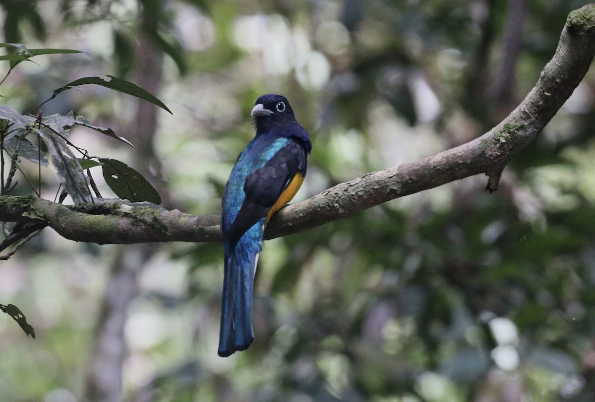 Green-backed Trogon - Trogon viridis - Media Search - Macaulay Library ...