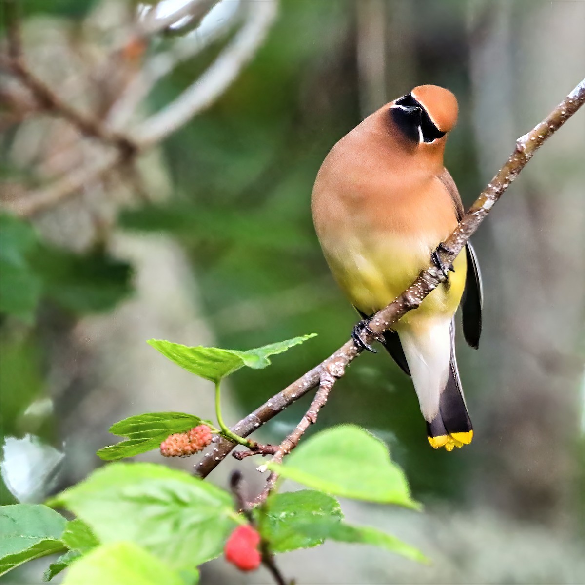 Cedar Waxwing - ML655101341