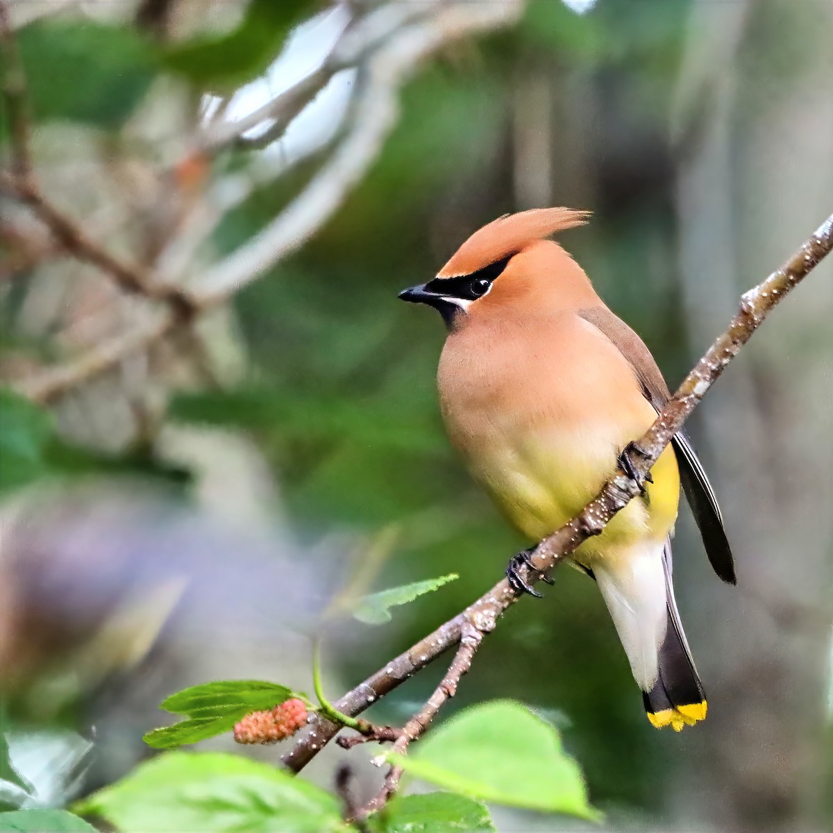 Cedar Waxwing - ML655101342
