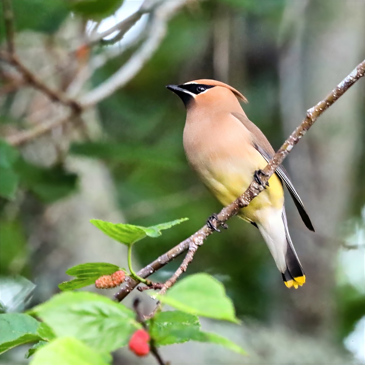 Cedar Waxwing - ML655101343