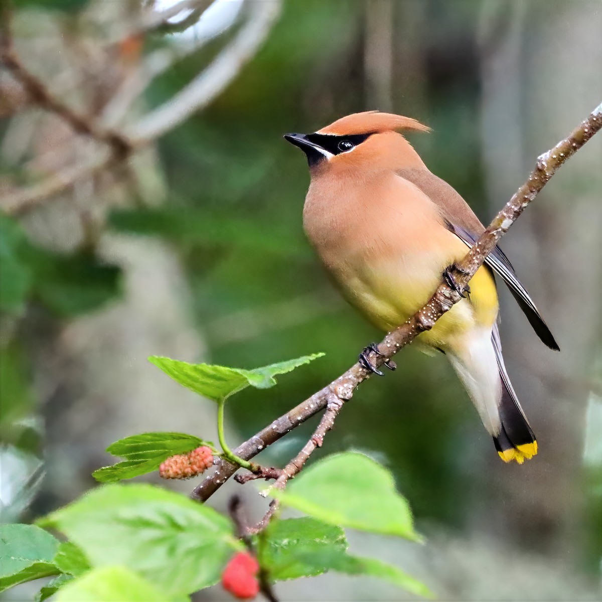 Cedar Waxwing - ML655101344