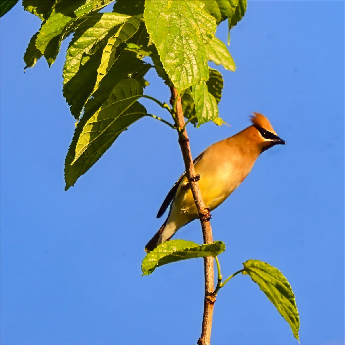 Cedar Waxwing - ML655101345