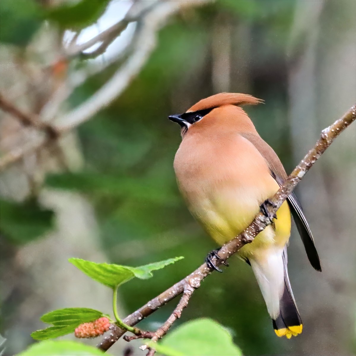 Cedar Waxwing - ML655101346