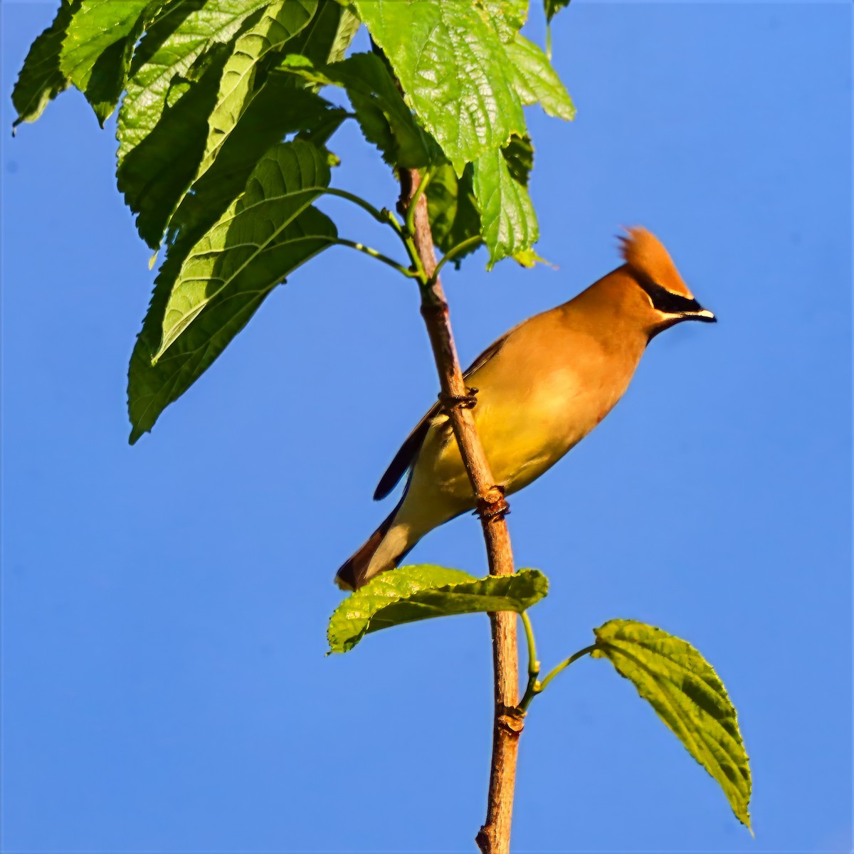 Cedar Waxwing - ML655101347