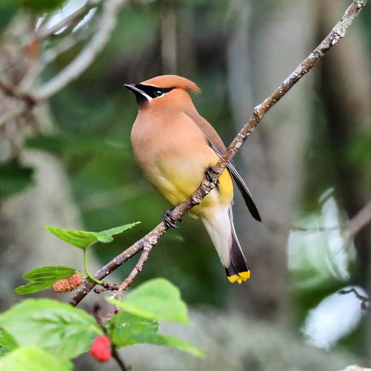 Cedar Waxwing - ML655101413