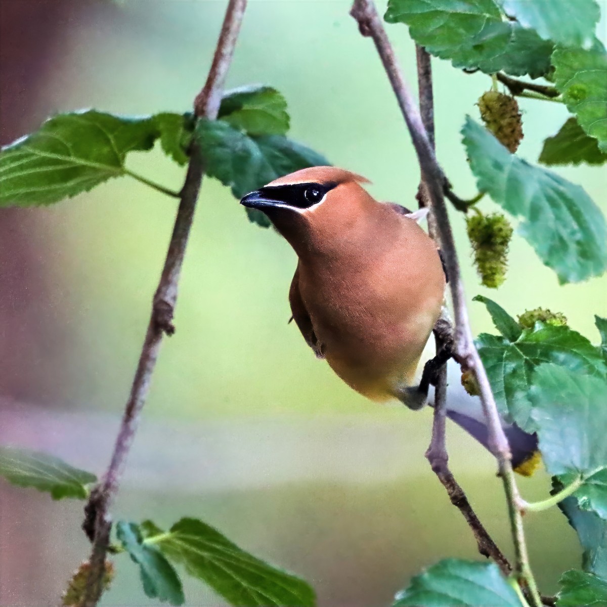 Cedar Waxwing - ML655101414