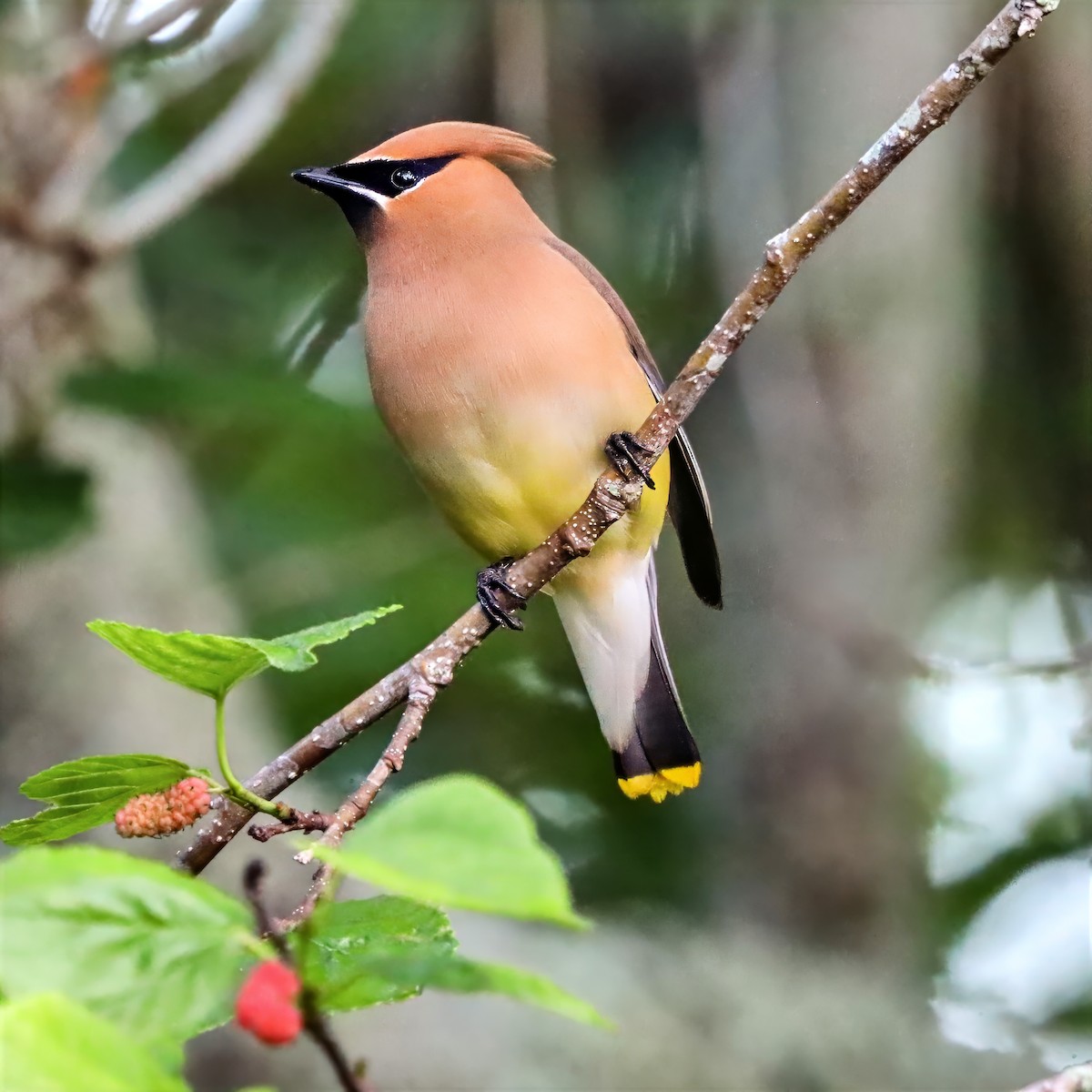 Cedar Waxwing - ML655101415
