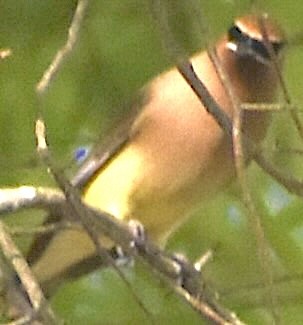 Cedar Waxwing - ML655101538