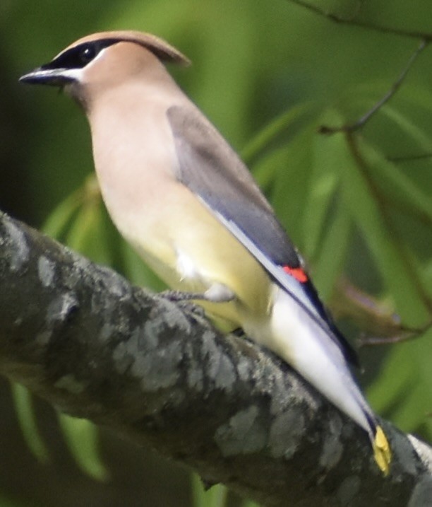 Cedar Waxwing - ML655101541