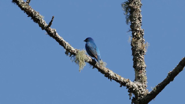 Indigo Bunting - ML655102925