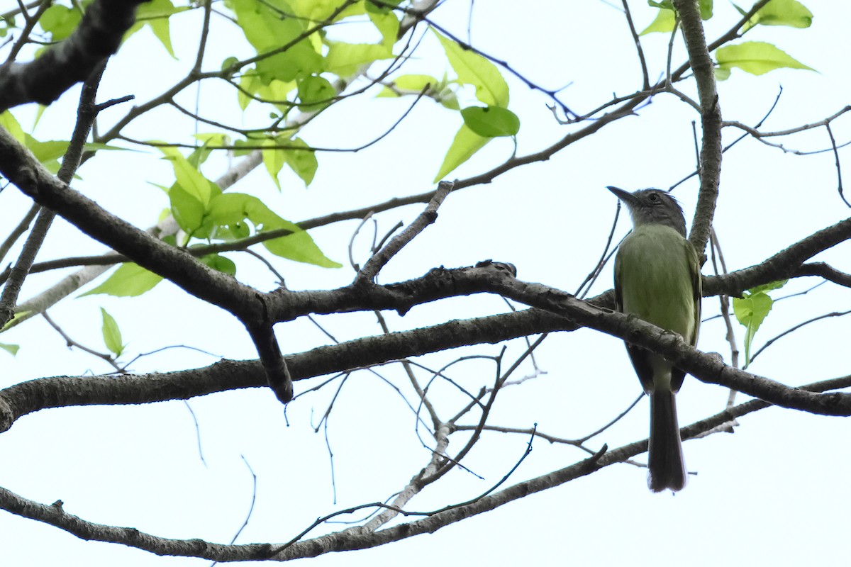 vireo sp. - ML655103280