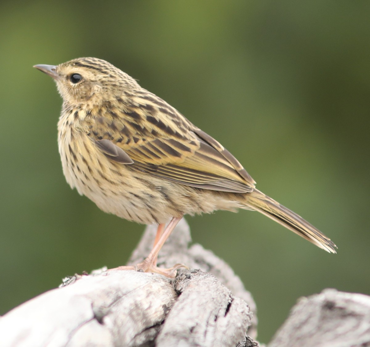 Pipit des Nilgiri - ML65510401