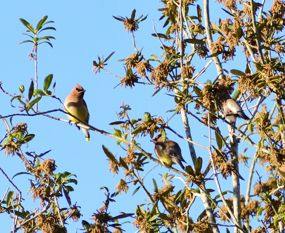 Cedar Waxwing - ML655104051