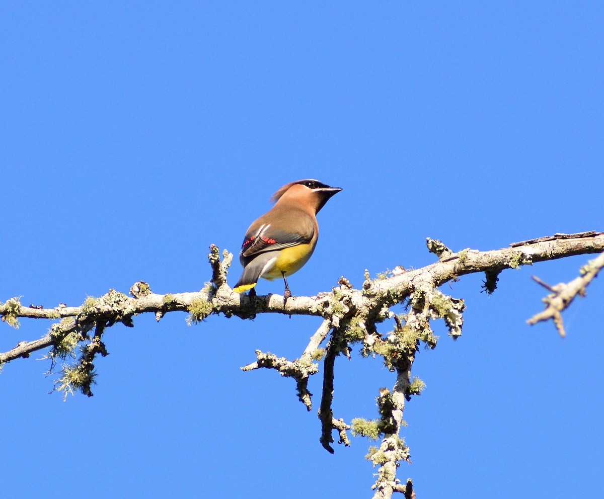 Cedar Waxwing - ML655104052