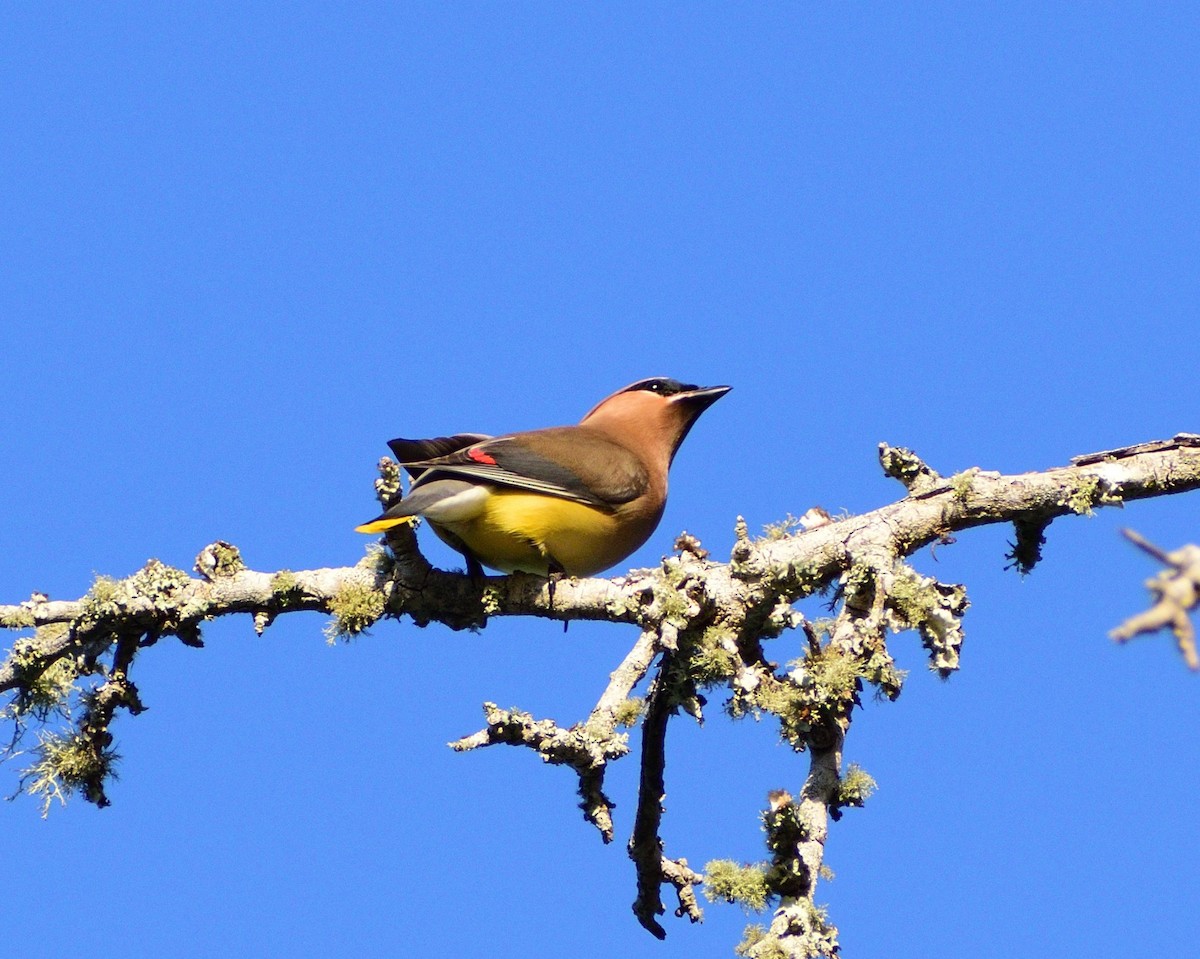 Cedar Waxwing - ML655104053